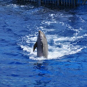 Delfin