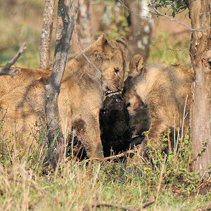 Löwenkuss, Serengeti Seronera
4134
