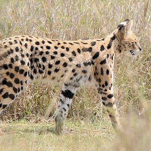 Serval Serengeti Seronera
4338