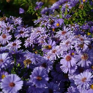 Bienen und Blumen (3)