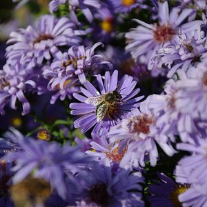 Bienen und Blumen (1)