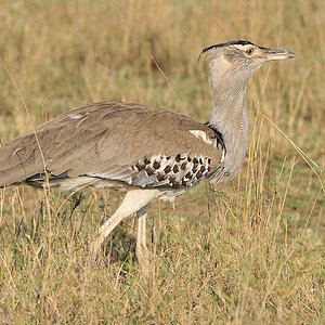 Riesentrappe (Kori Bustard)
Serengeti, Seronera
2502