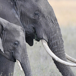 Elefant,
Serengeti, Masai Kopjes
4515