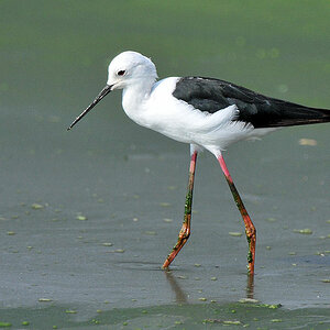 Stelzenläufer (BlackWingedStilt)
Seronera River, Serengeti 4207