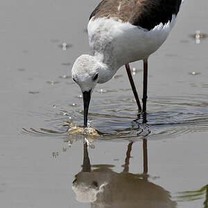 Stelzenläufer (BlackWingedStilt)
Seronera River, Serengeti 4291