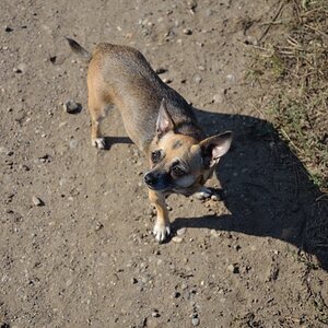 Hunde (5)