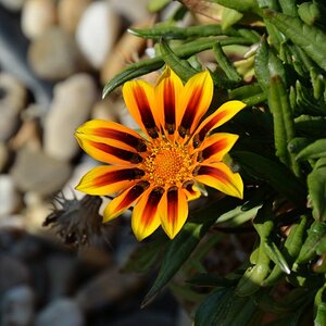 Blume