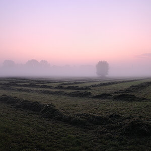 Ein Feld am Niederrhein im morgendlichen Nebel