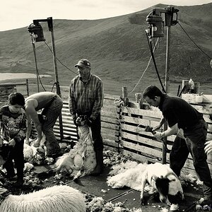 X 0116 Irland 2011 new sheeps please bws