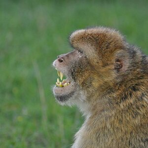Affe