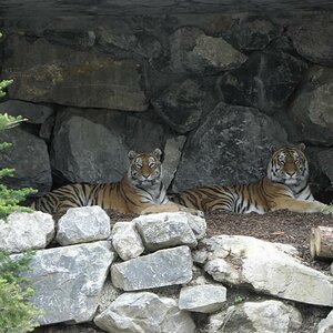 Sibirische Tiger (Panthera tigris altaica)