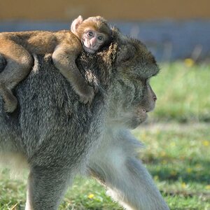 Affenjunges und Mutter