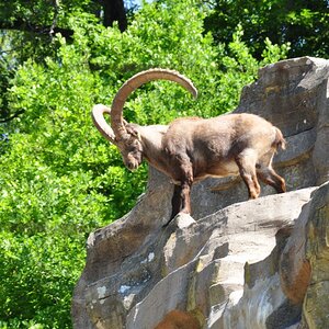 Alpensteinbock