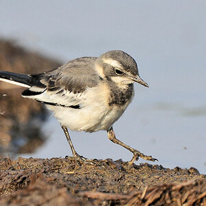 junge Witwenstelze (African-pied Wagtail)
Seronera, Serengeti
 4011