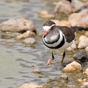 Dreibandregenpfeifer (ThreeBandedPlover)
Seronera, Serengeti
4361