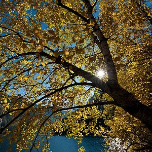 Baum im Gegenlicht
