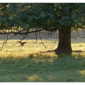 Vogel im Gegenlicht