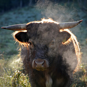 N800