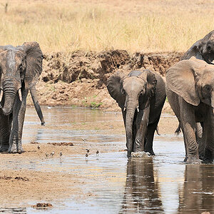 Elefanten im Tarangire River
8998
