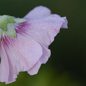 Bauernrose3