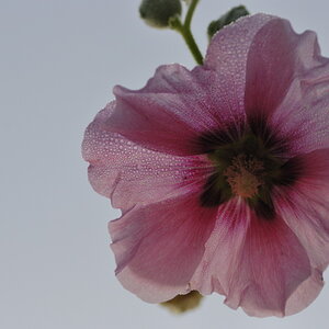 Bauernrose5