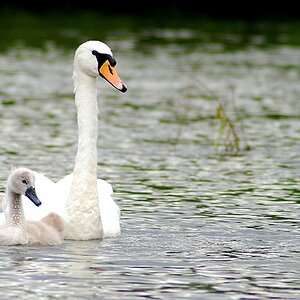 Schwan (1)