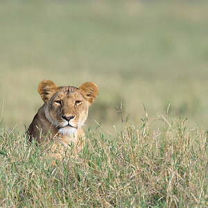 Eine Löwin auf Beobachtungsposten
in der Nordserengeti
3722