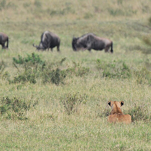 Löwin liegt auf der Lauer ...
... die Gnus ahnen noch nichts
3776