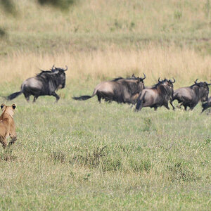 Die Löwin sprinted los,
die Gnus flüchten
3779