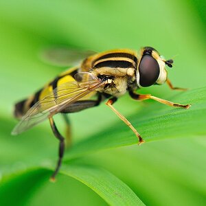 Fliege