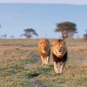 Masai Mara 1587