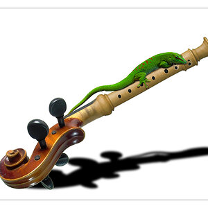 Dér Musikant