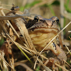 Grasfrosch
