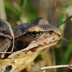 Grasfrosch