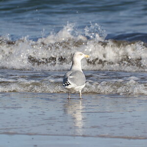 Prerow Strand