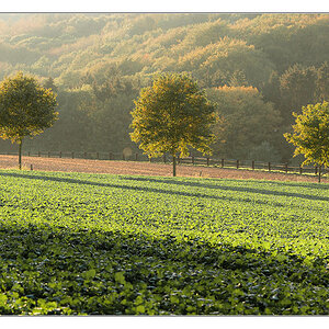 Dortmunder Herbst 4