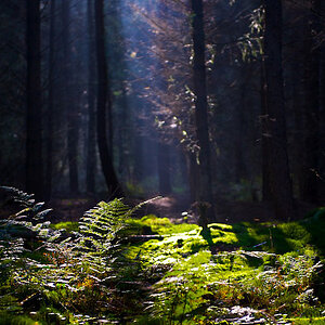 Wald www (1)