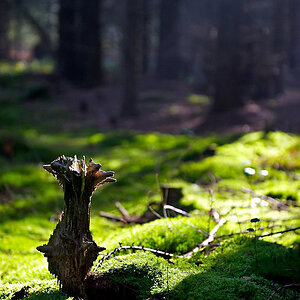Wald www (2)