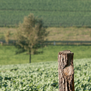 DOF Herbst