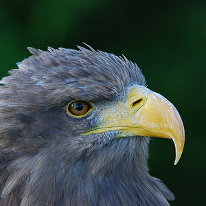 DSC 3823 nff