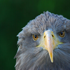 DSC 3880 nff