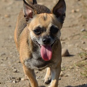 Hund