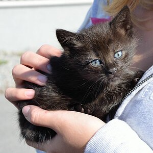 Katze