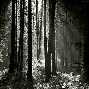 Wald www (3)ps c