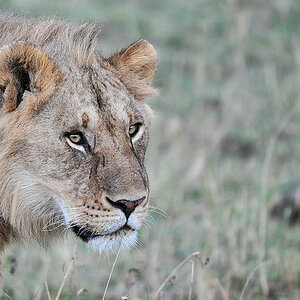 Junger Löwe in der Nordserengeti
1577