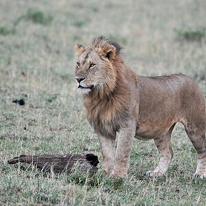Junger Löwe in der Nordserengeti
1622