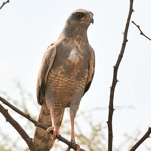 Graubürzel Singhabicht (DarkChuntingGoshawk)
beim Gefiederwechsel 
2066 h
