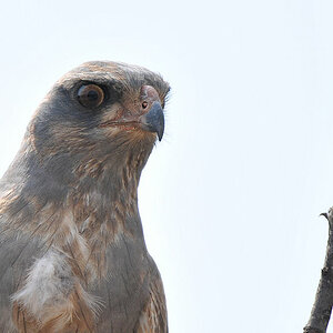 Graubürzel Singhabicht (DarkChuntingGoshawk)
beim Gefiederwechsel 
3875