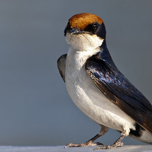 vogel afrika