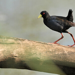 Steppensumpfhuhn (Black Crake) auf dem Schwebebalken
Seronera, Serengeti,
2137